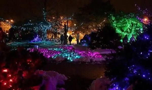 Brightly lit trees with colorful LED lights create a magical winter scene.